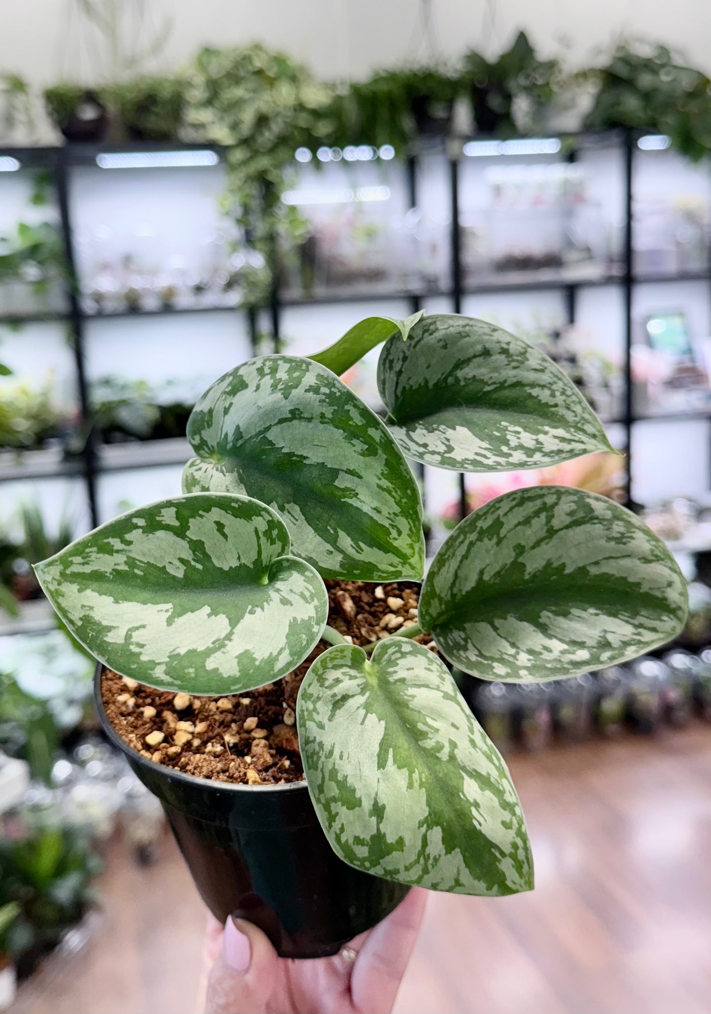 Scindapsus pictus ‘Exotica’ 4”