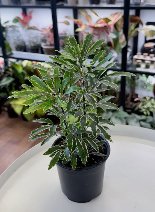 False Aralia | Plerandra elegantissima 4”
