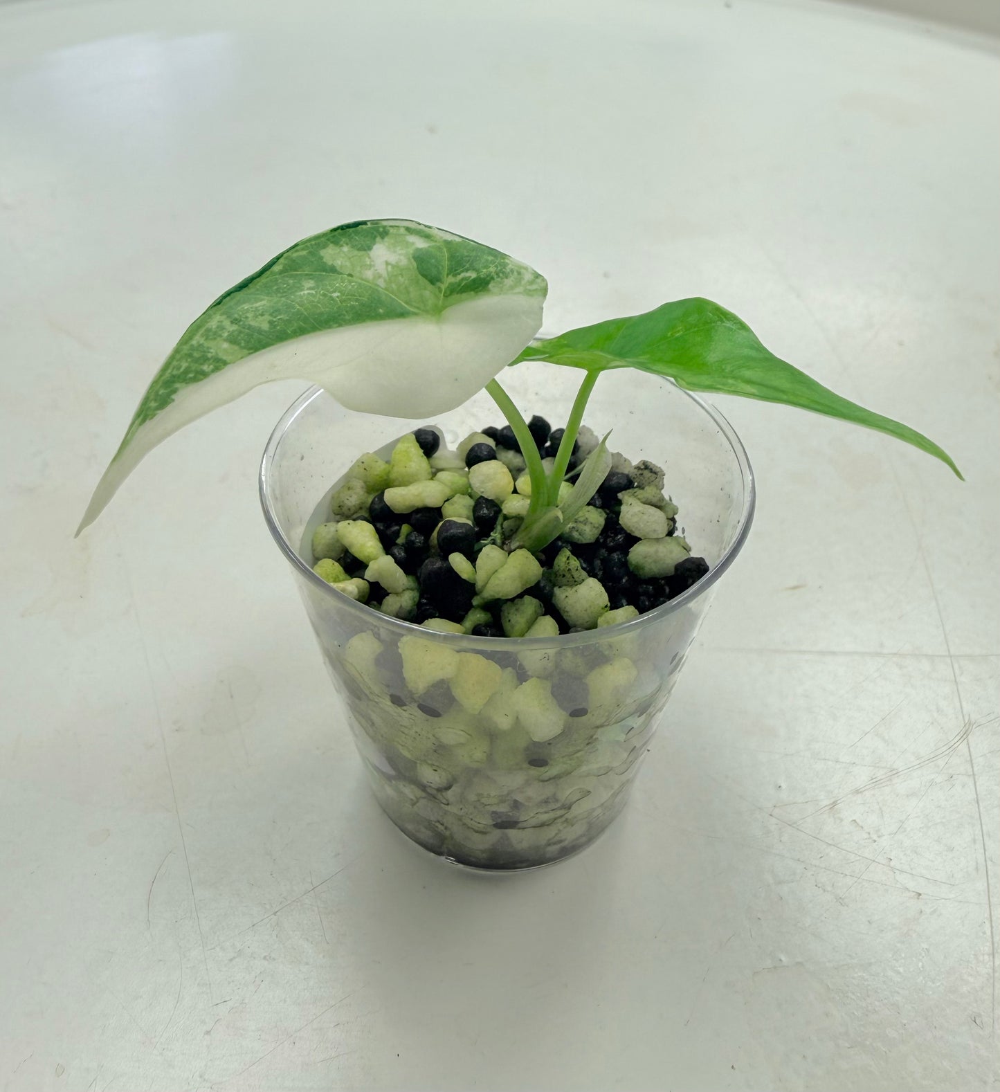Starter Plant | Alocasia 'Simpo' Albo