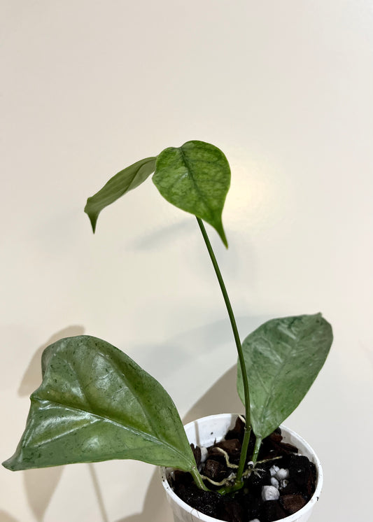 Hoya coriacea silver