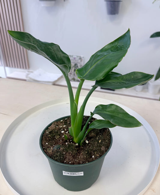 Birds of Paradise (Orange) 6” No Ship