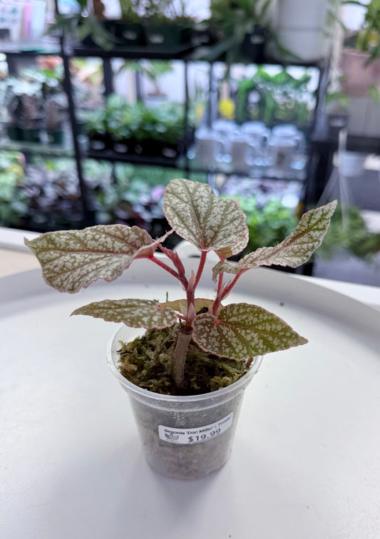 Begonia ‘Don Miller’ | ‘Frosty’