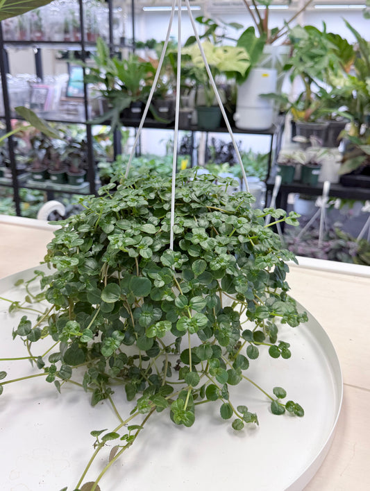 Baby Tears | Pilea Depressa 8” HB No Ship