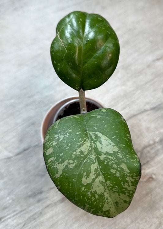 Hoya cv. ‘Michele’