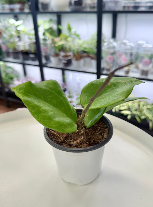 Hoya surigaoensis