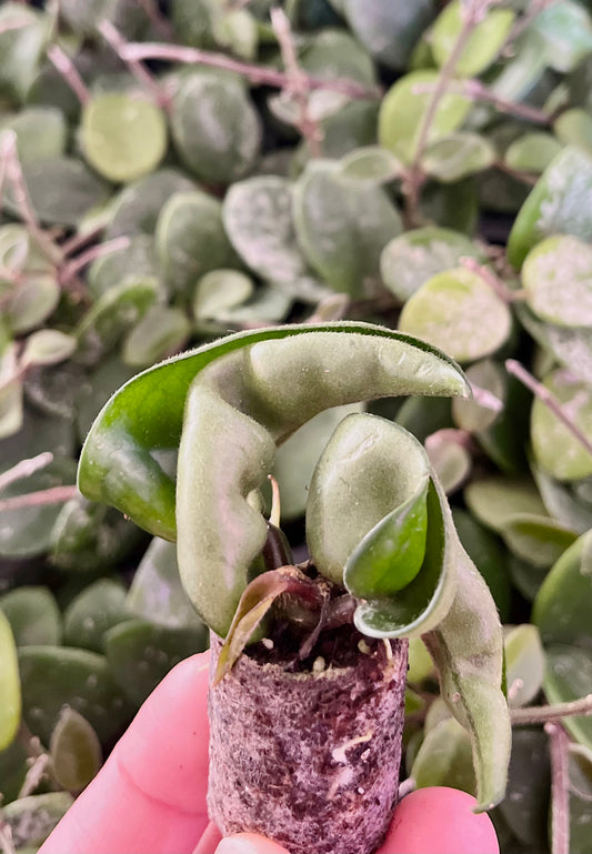 Hoya compacta (in plugs)