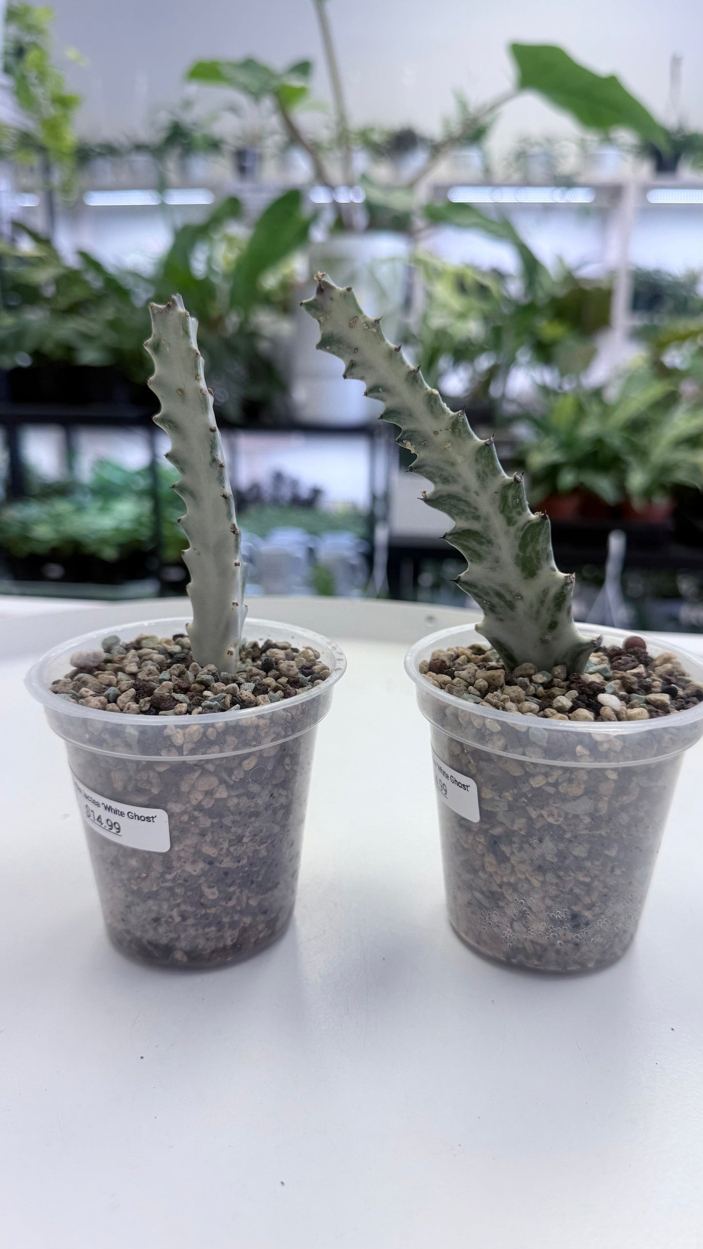 Euphorbia lactea ‘White Ghost’