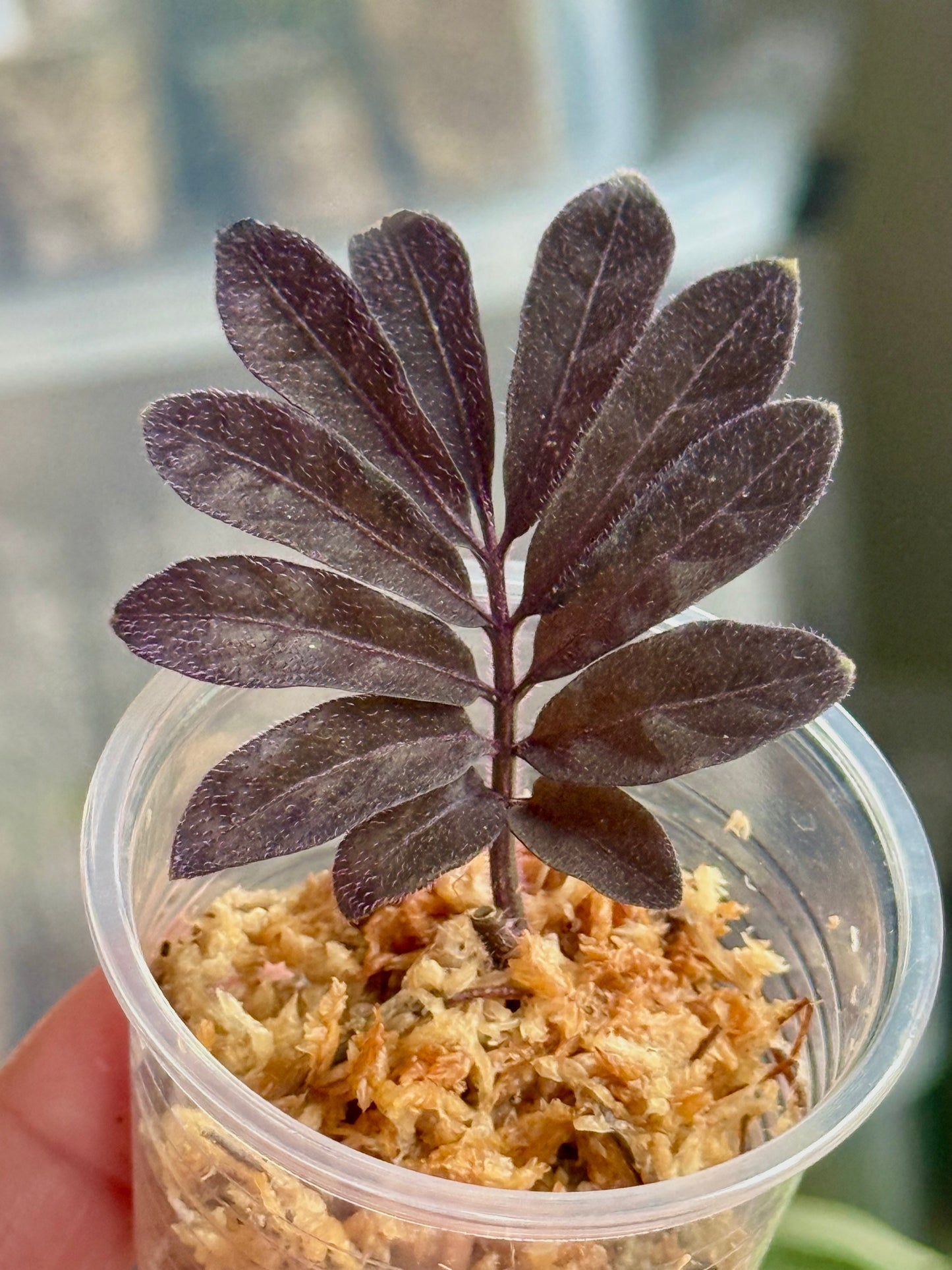 Solanum uleanum