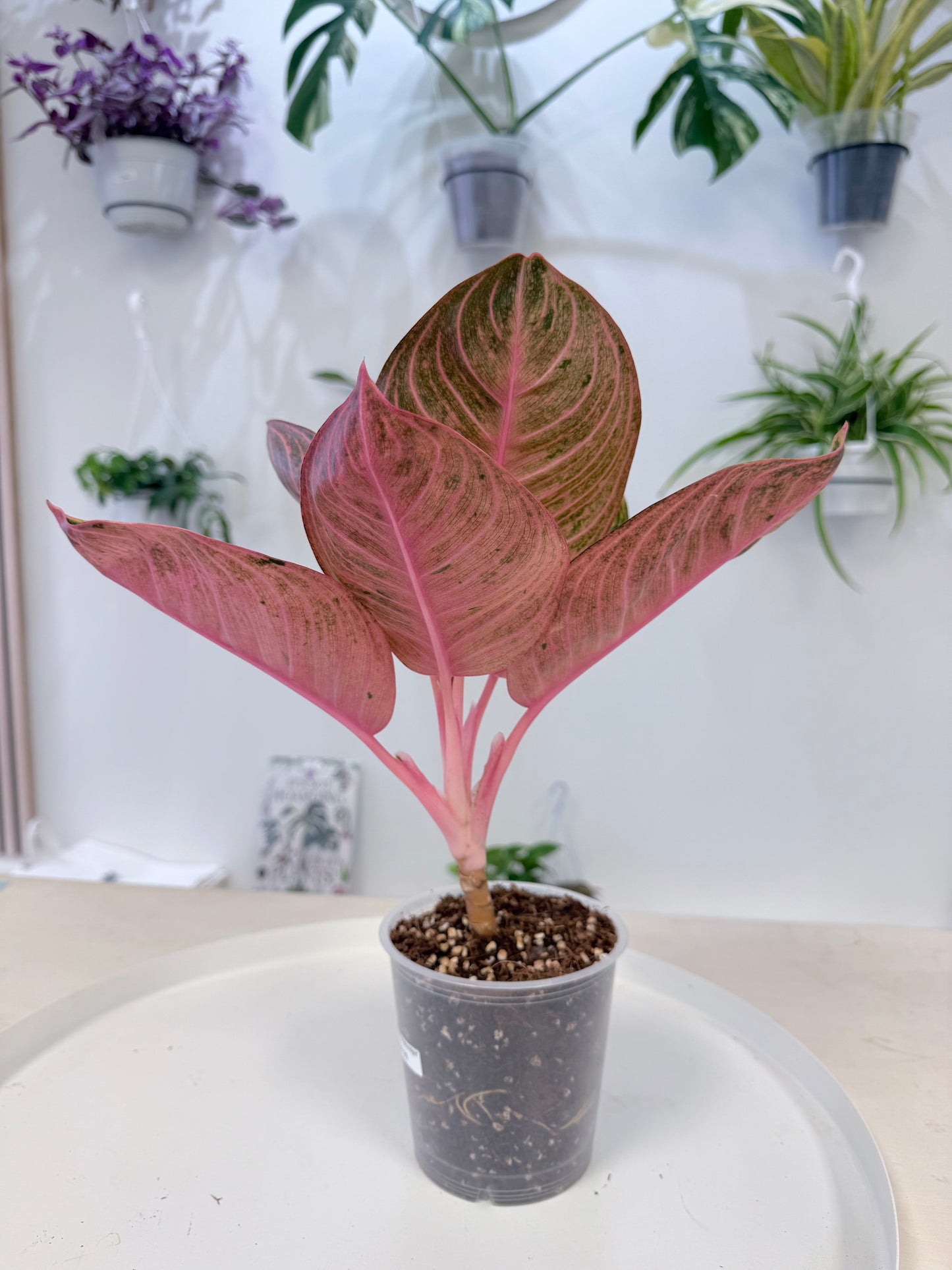 Aglaonema ‘Pink Moonlight’