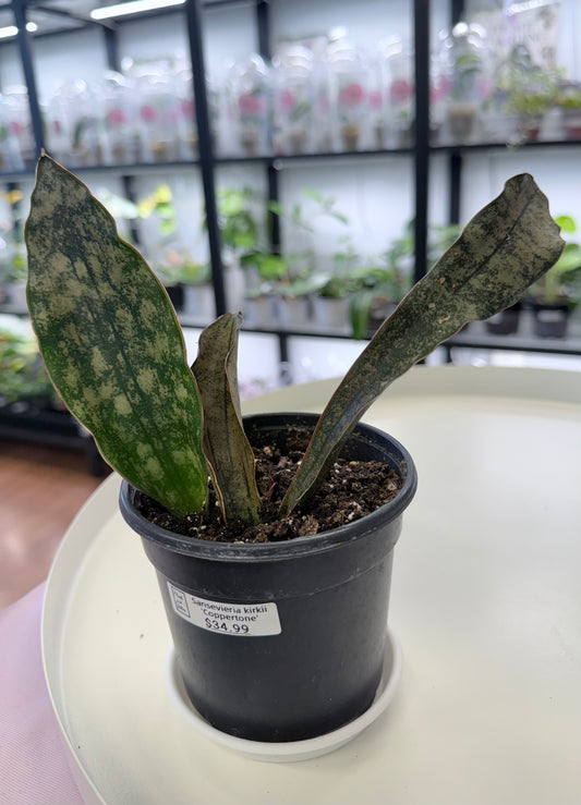Sansevieria kirkii 'Coppertone' 4”