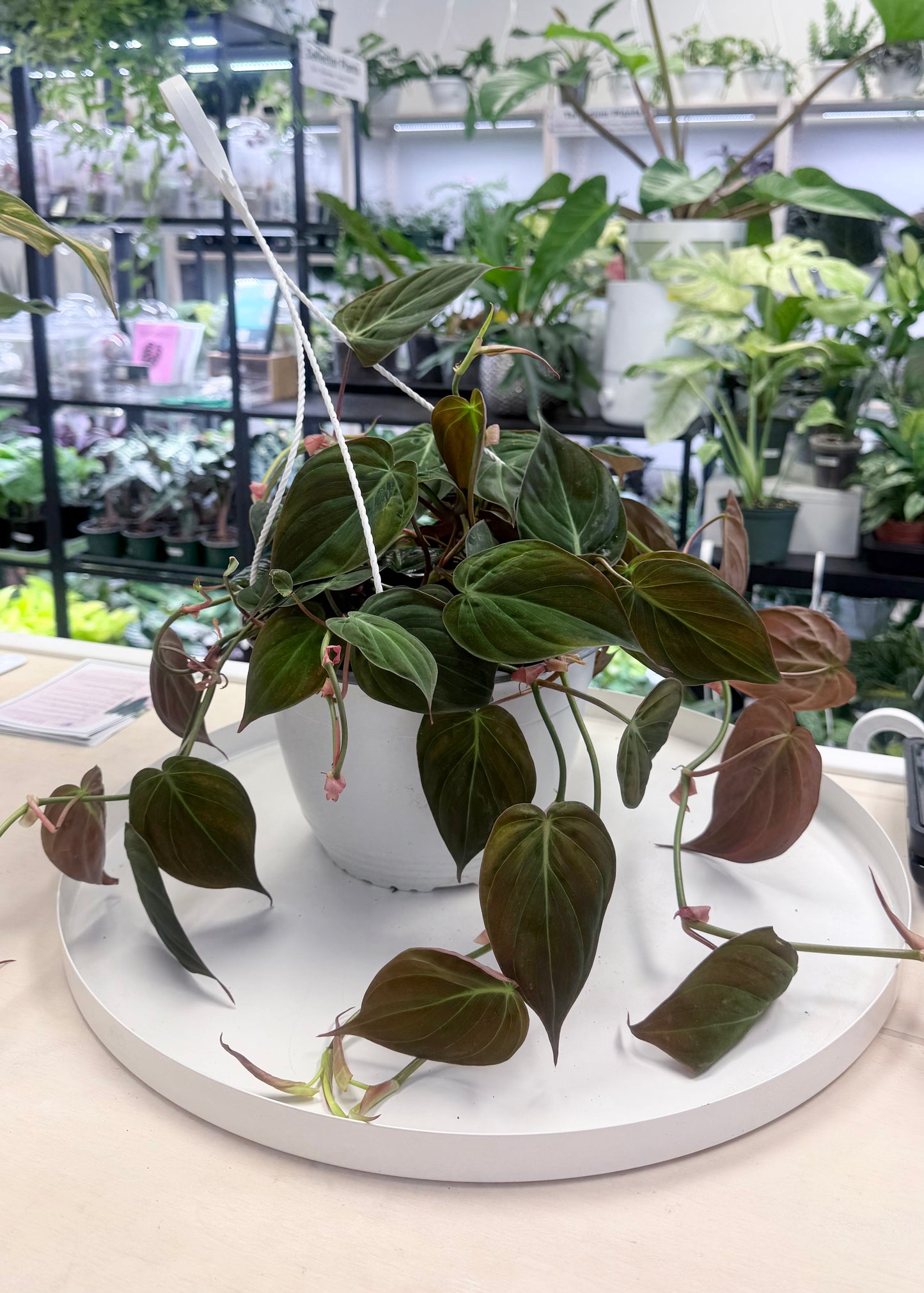 Philodendron ‘Micans’