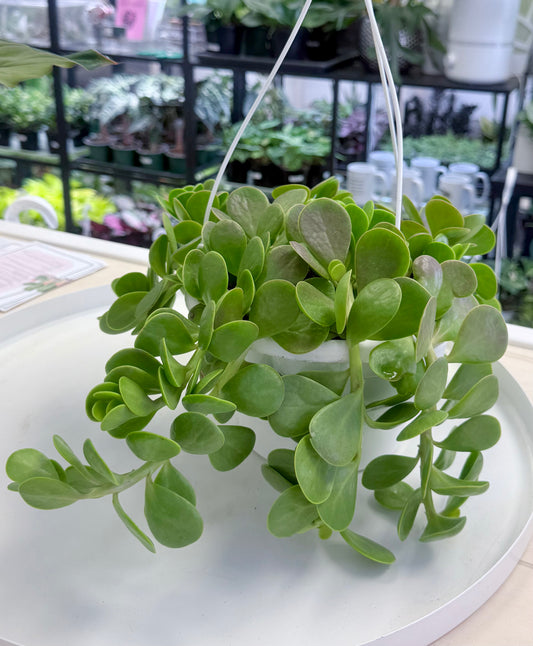 Trailing Jade | Kleinia petraea 8” HB No Ship
