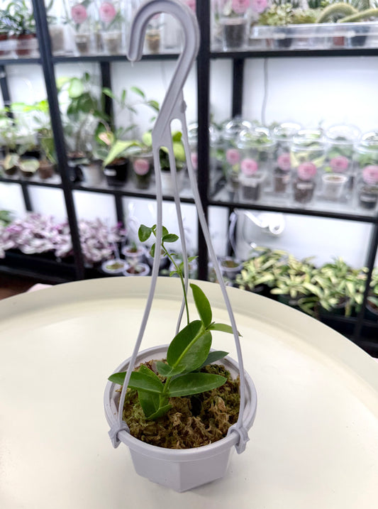 Hoya densifolia | 3.8” Hanging Basket