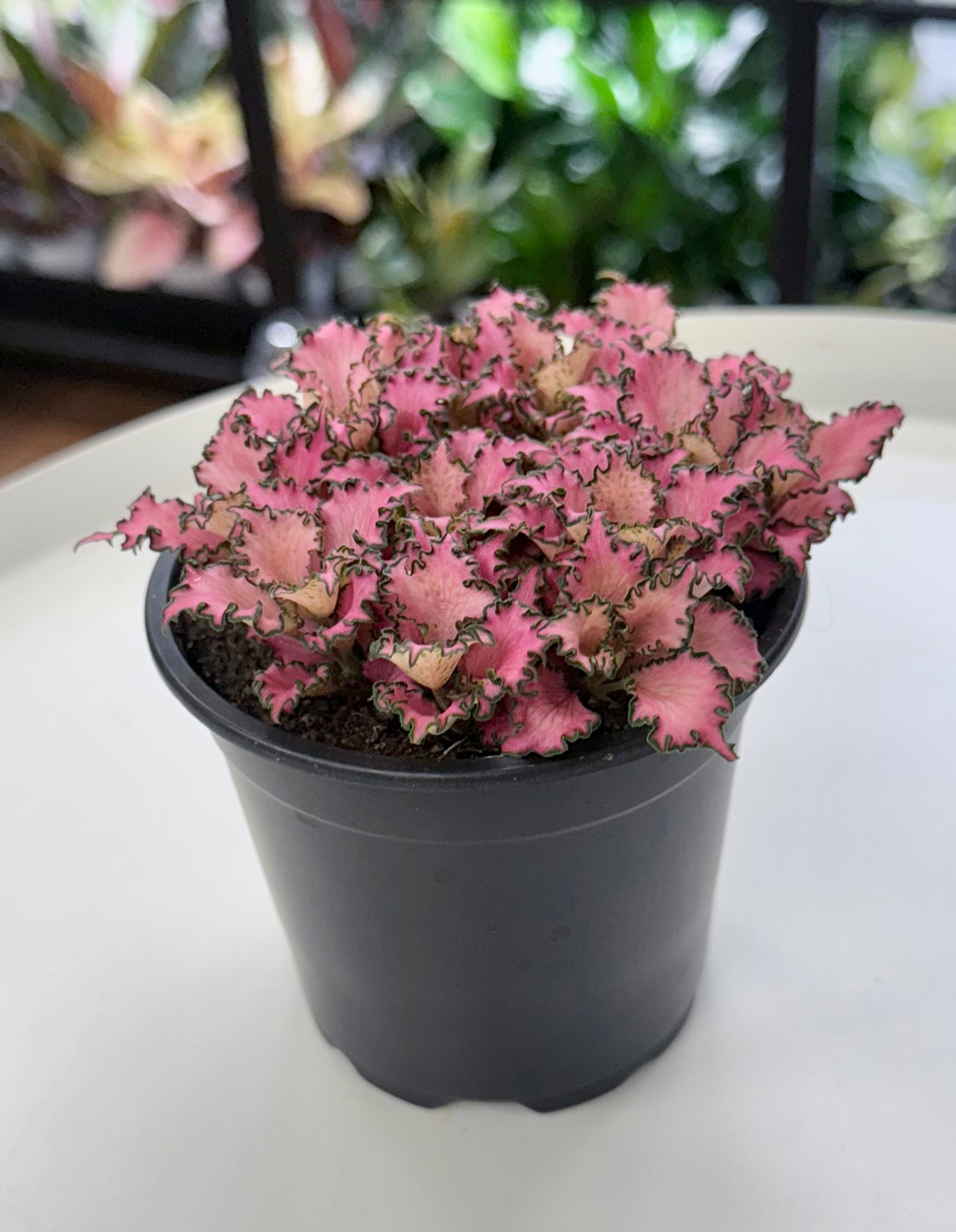 Fittonia ‘Pink Anne’