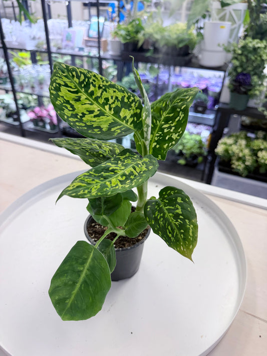 Dieffenbachia 'Reflector 4”