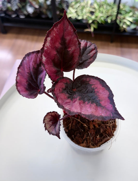 Begonia 'Harmony's Red Robin'