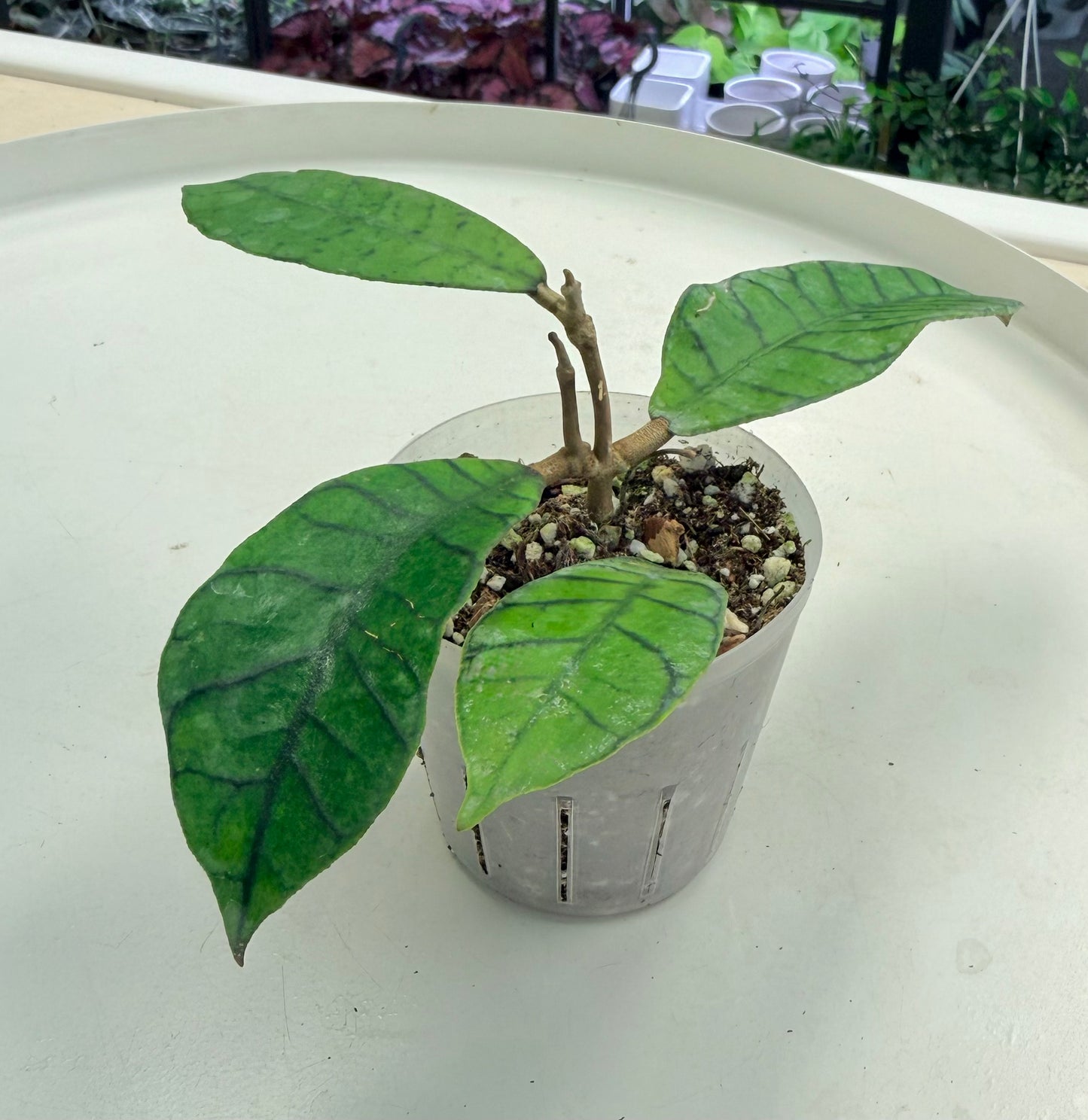 Hoya callistophylla
