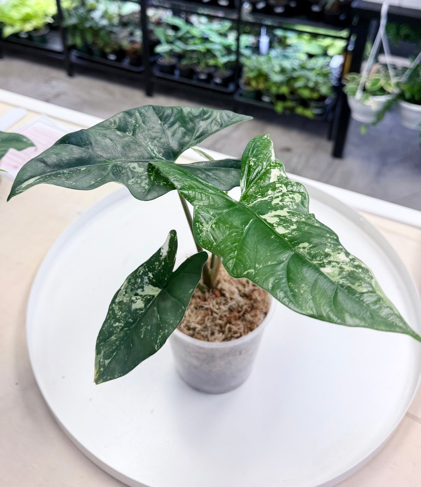 Alocasia Simpo Albo