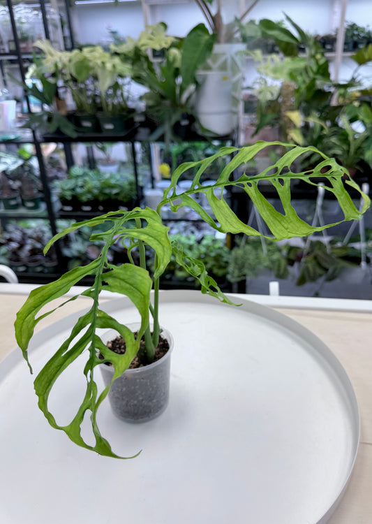 Monstera obliqua (Peru)