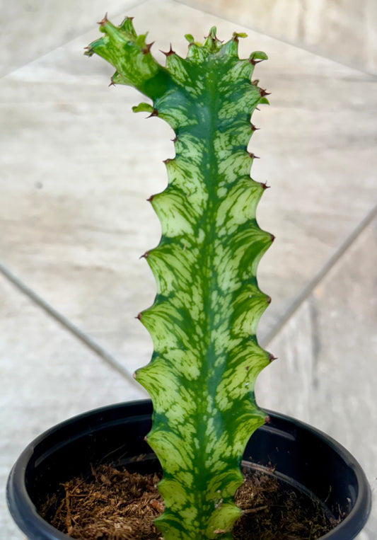 Euphorbia Trigona Cactus Variegated 4”