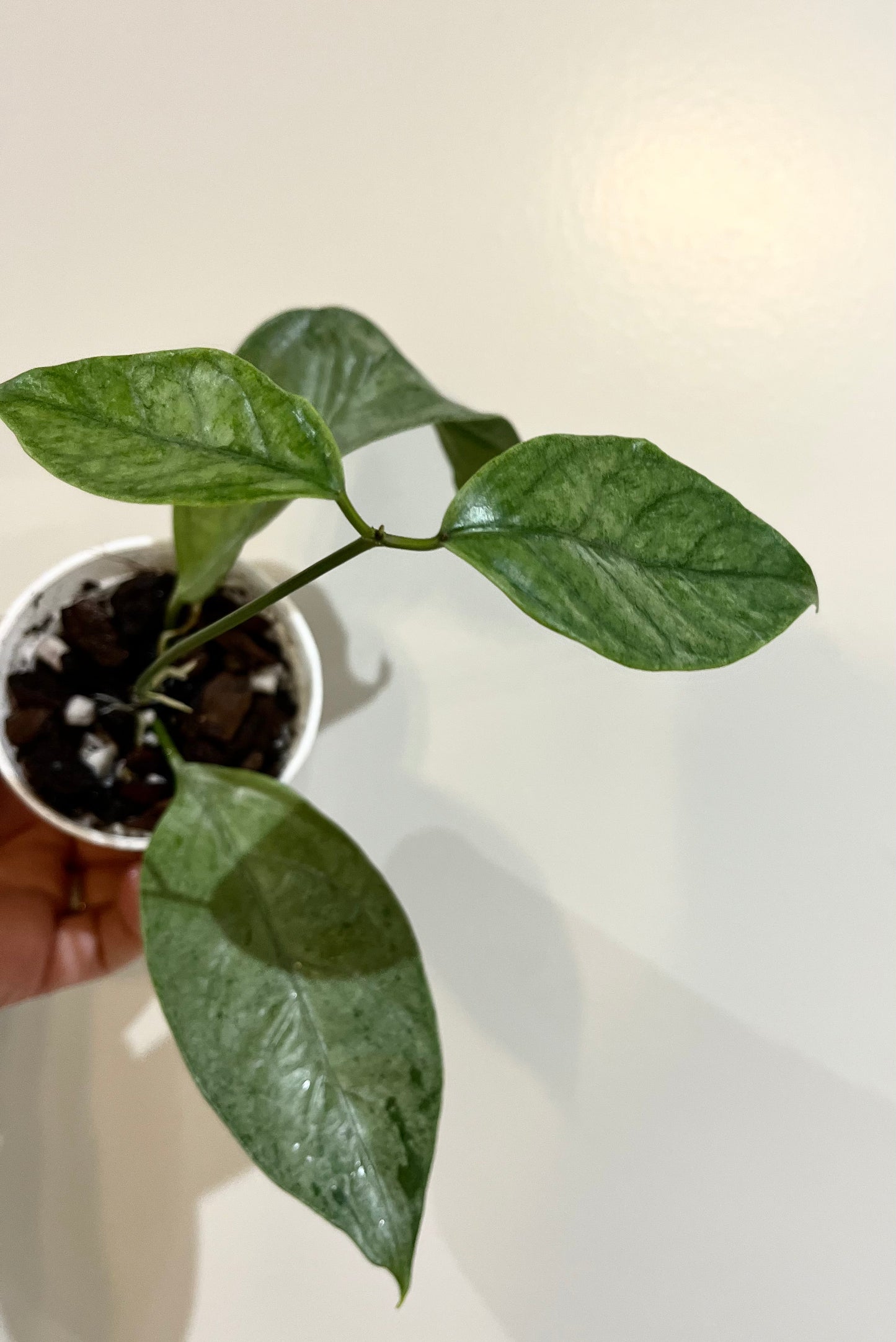 Hoya coriacea silver