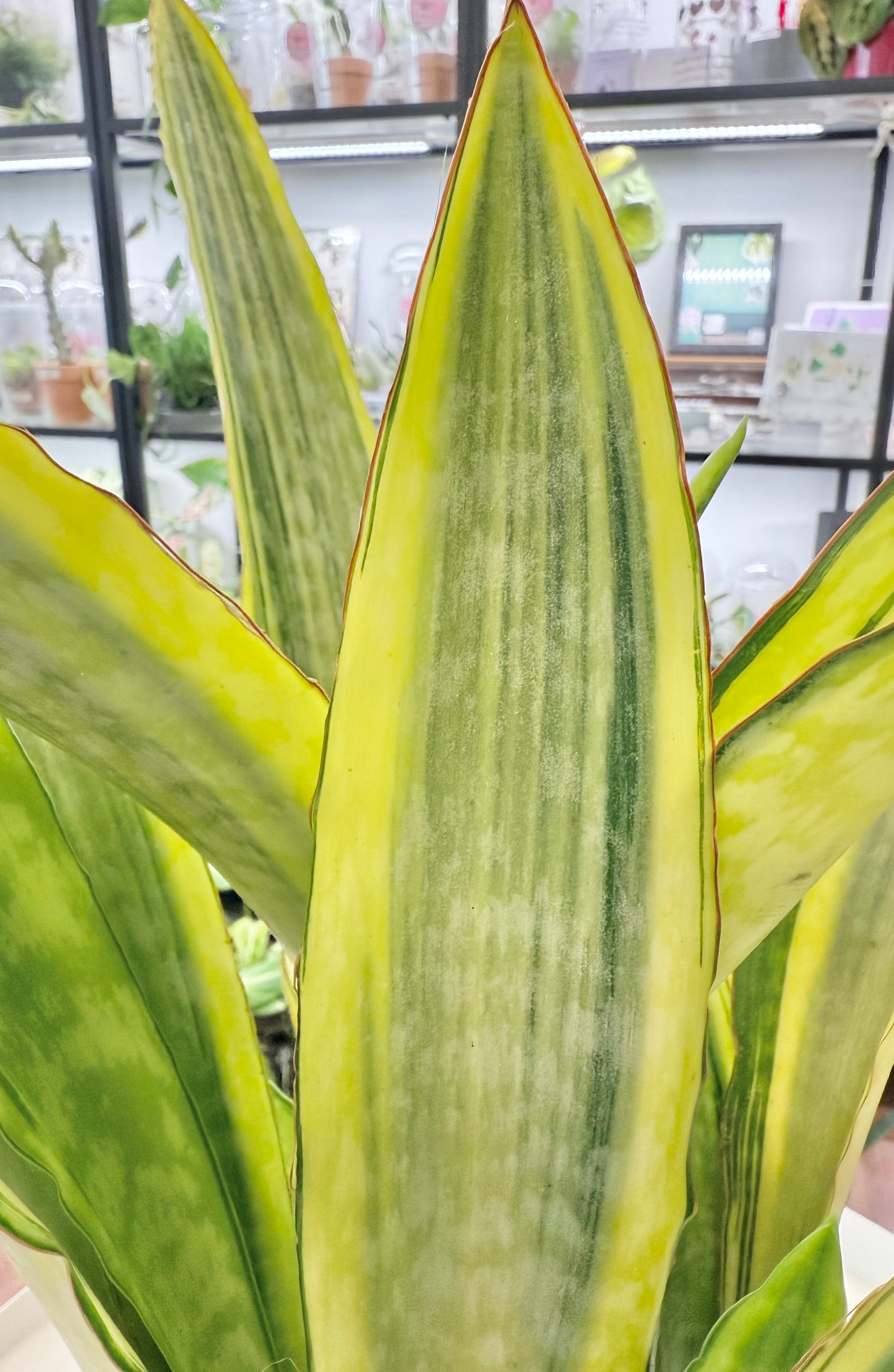 Dracaena aubrytiana | Sansevieria 'Lauren' 6”