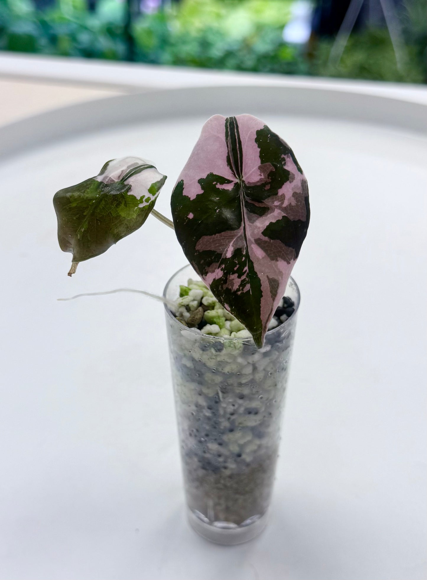 Alocasia chantrieri Pink Variegated