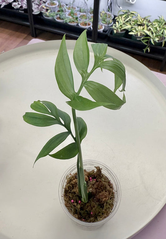 Monstera subpinnata
