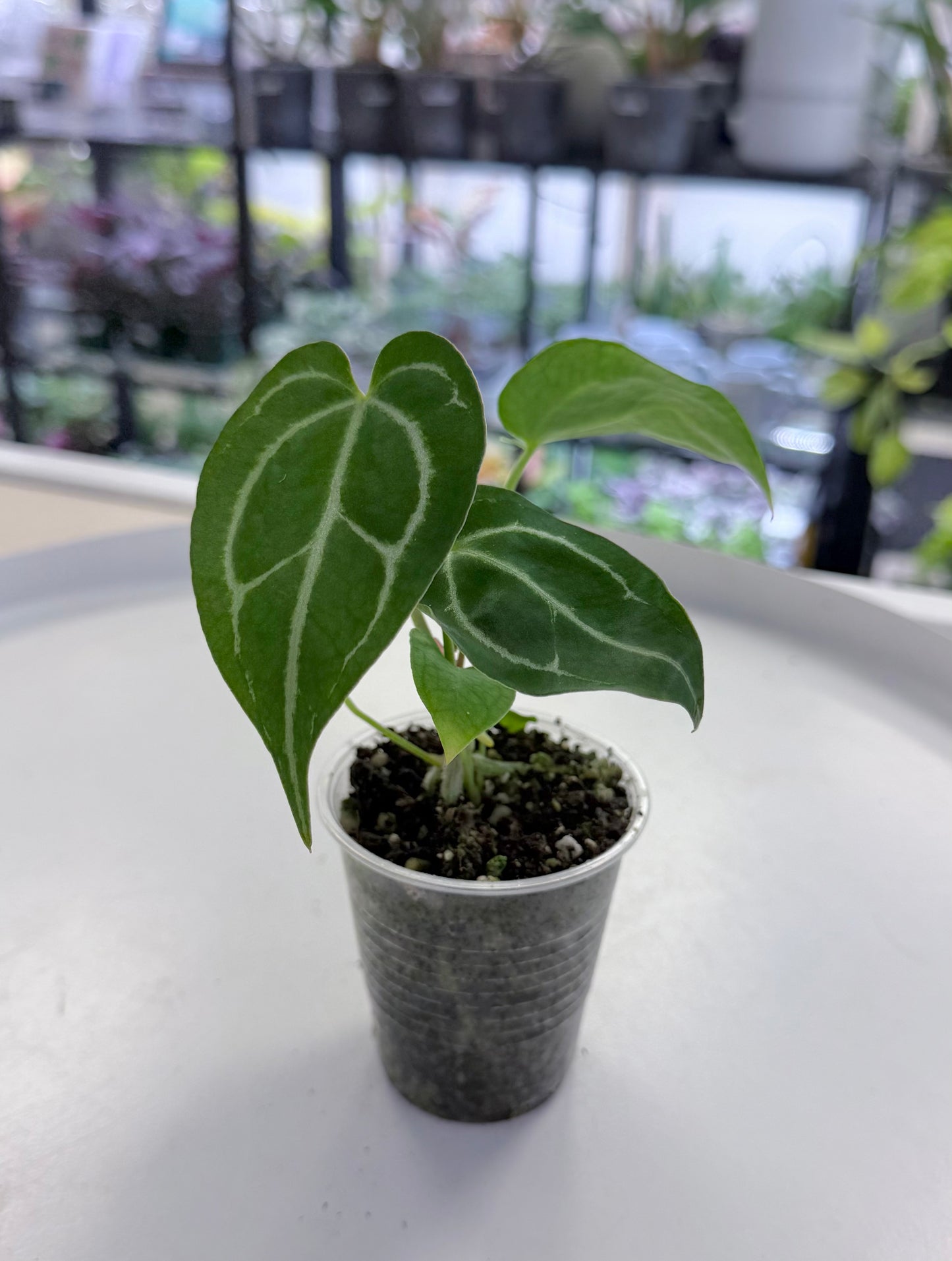 Anthurium ((crystallinum x magnificum) x forgetii) x ‘Red Tiger’ 3”