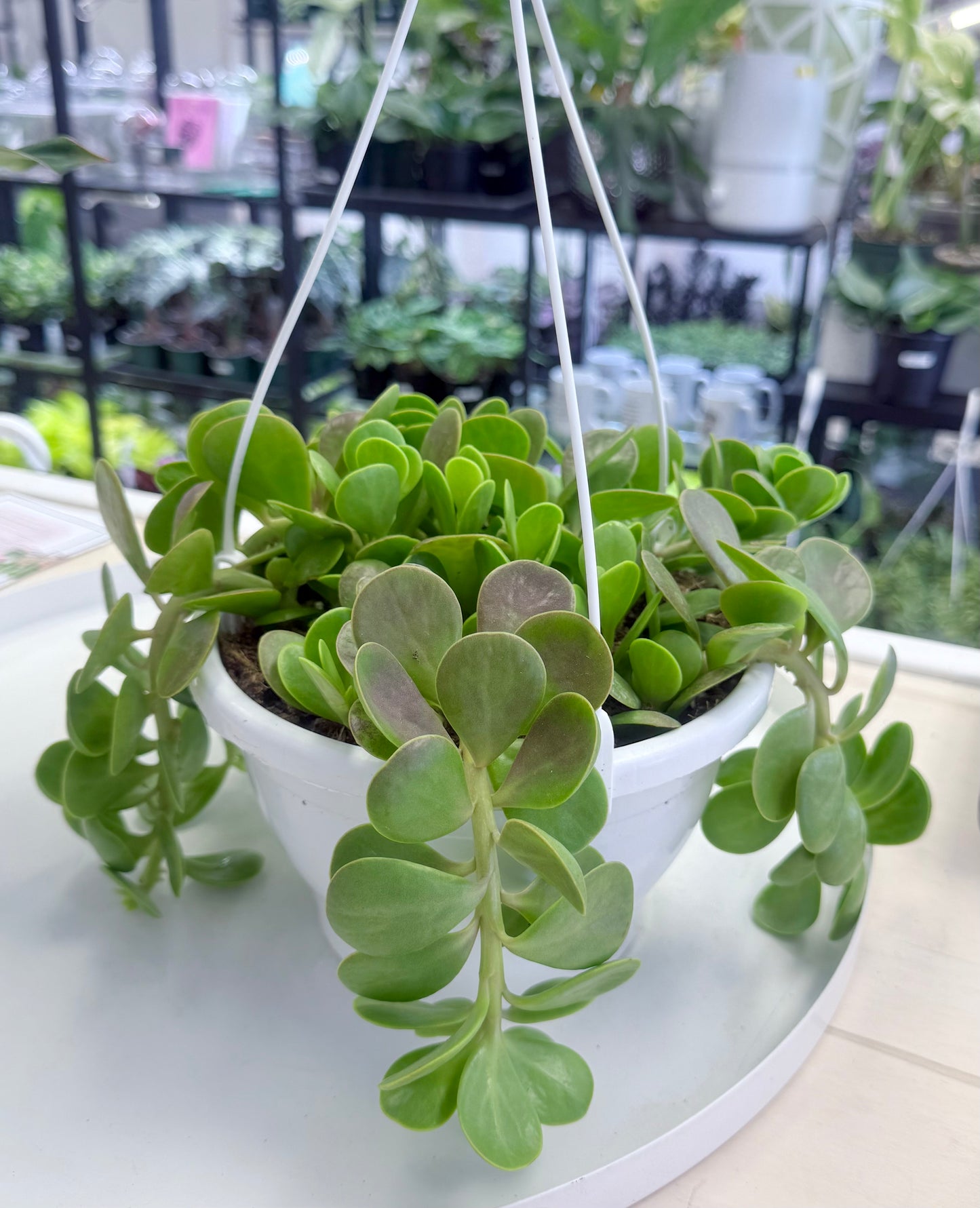 Trailing Jade | Kleinia petraea 8” HB No Ship