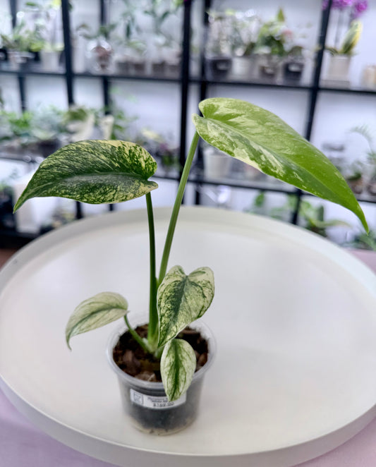 Monstera deliciosa ‘White Monster’