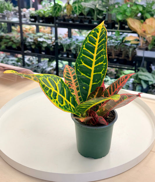 Croton ‘Fancy’ | Codiaeum variegatum 4”