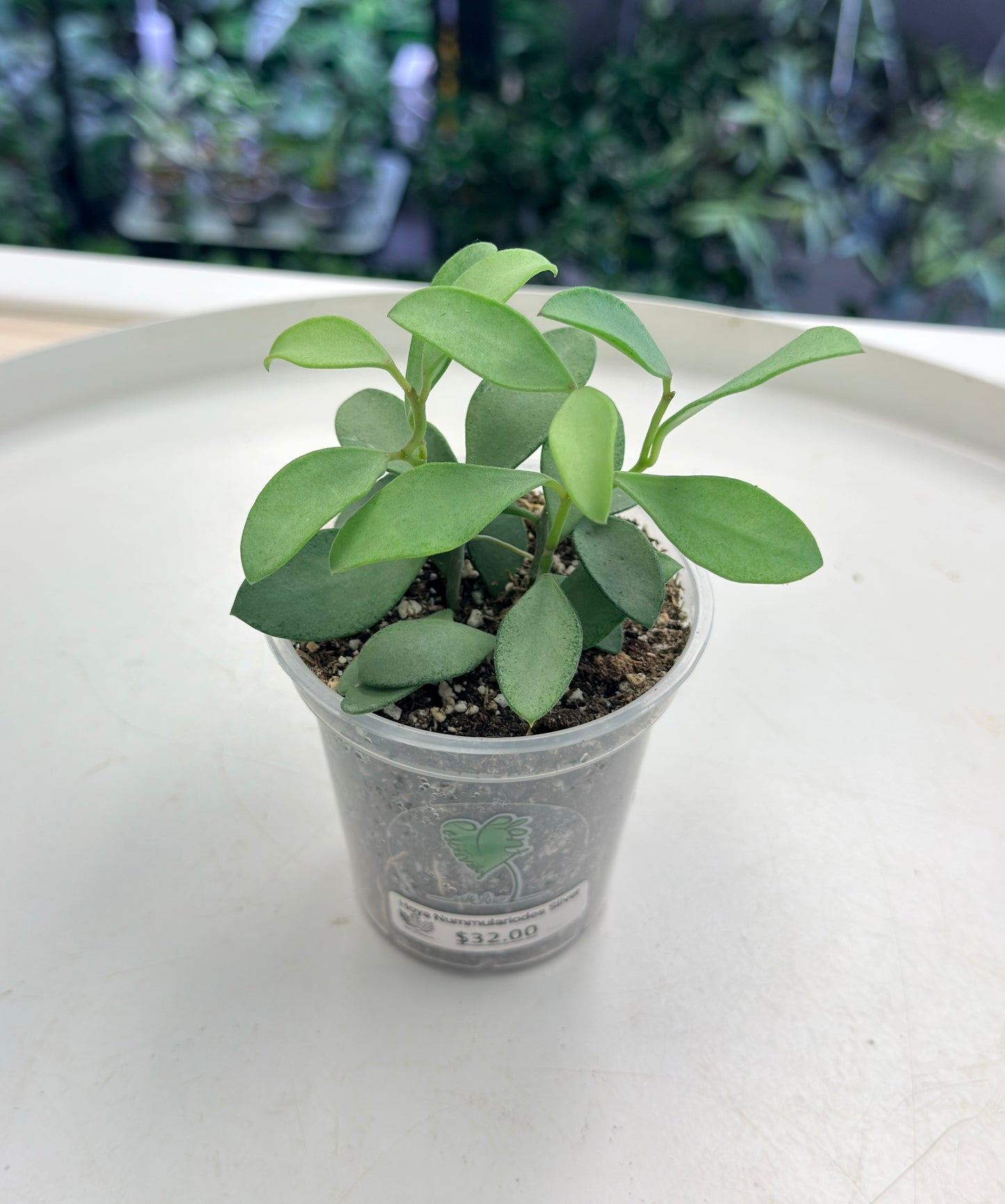 Hoya Nummulariodes Silver | Grown by Plant Positivity with Rowe