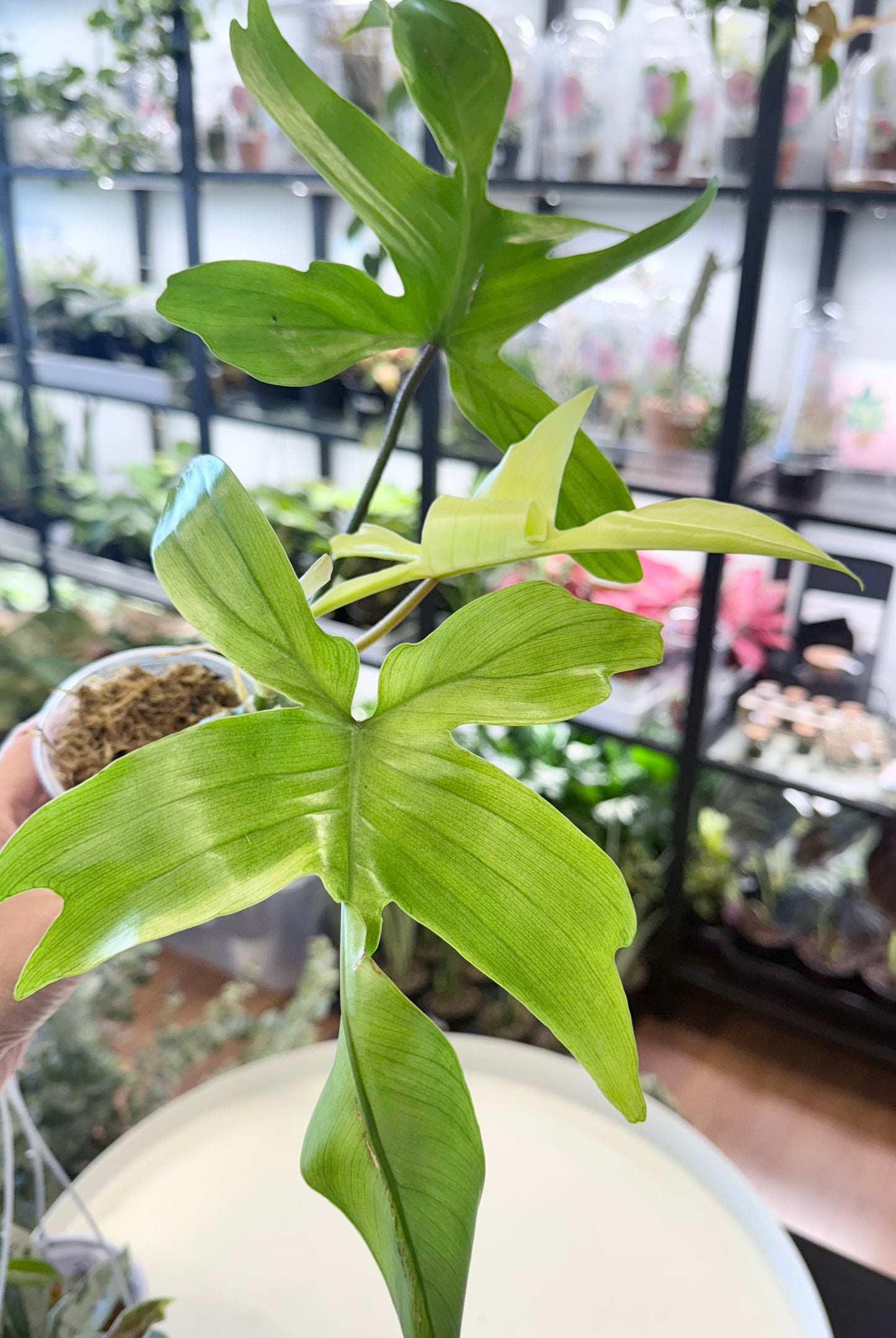 Philodendron ‘Florida Ghost’