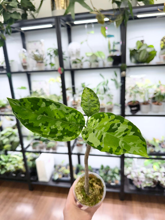 Aglaonema pictum Tricolor