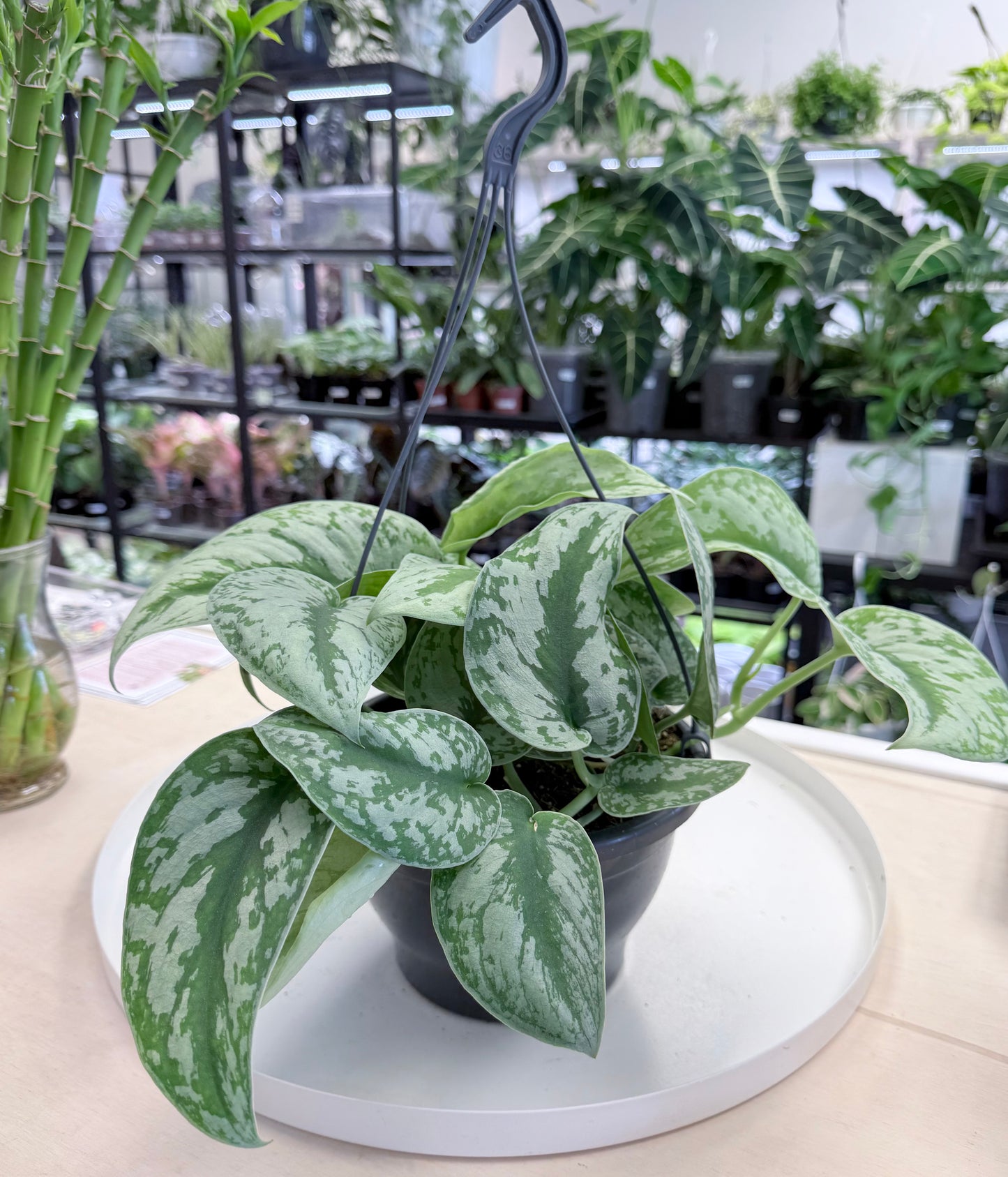 Scindapsus pictus ‘Exotica’