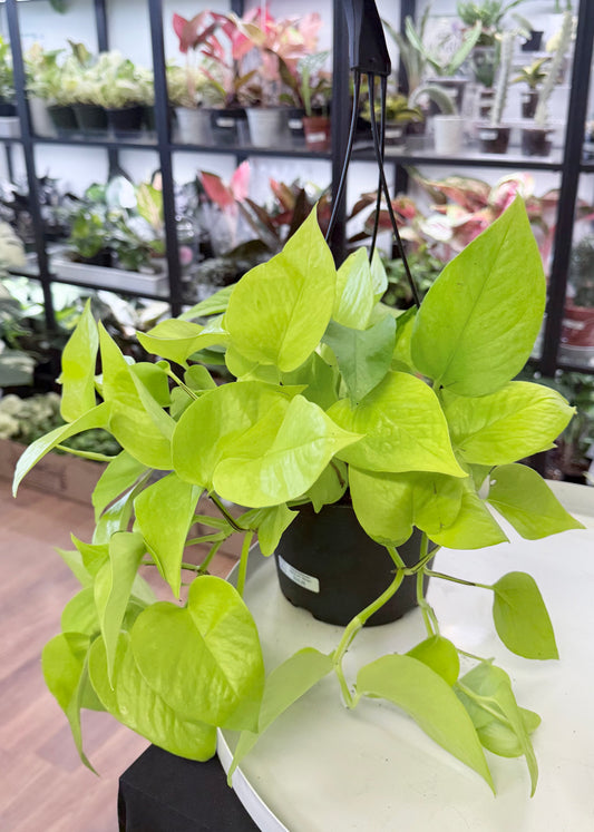 Epipremnum aureum ‘Neon’ | Hanging Basket