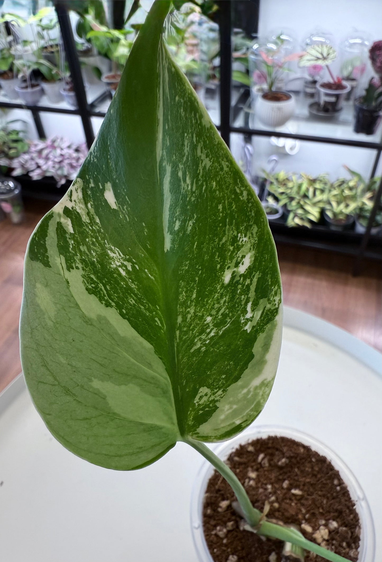 Monstera deliciosa ‘Mint’ 4”