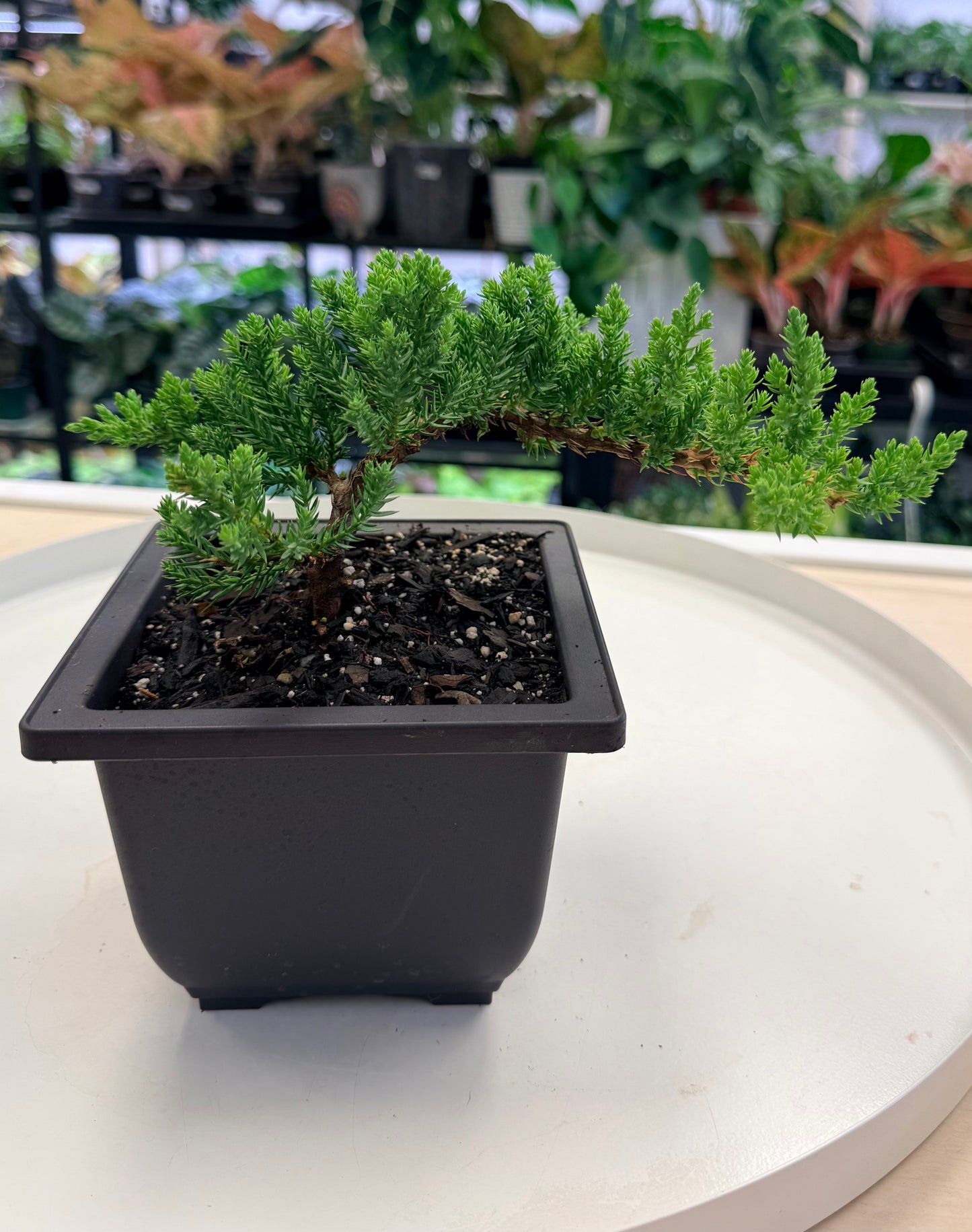 Bonsai | Juniperus Procumbens