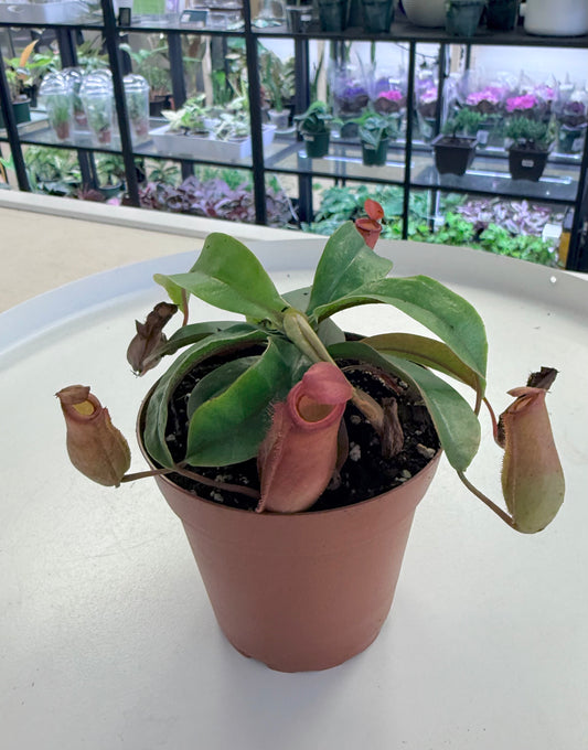 Nepenthes x Dyeriana | Pitcher Carnivorous Plant