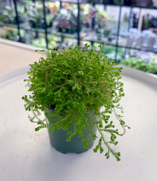 Selaginella ‘Spikemoss’ | Green Moss 4”