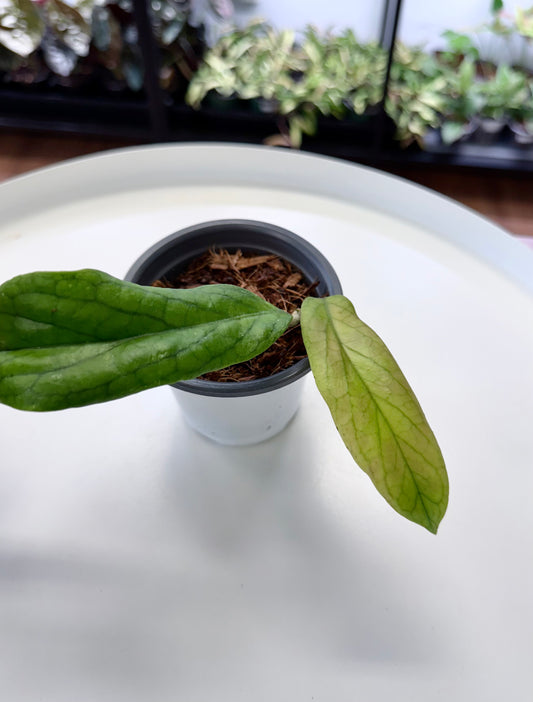 Hoya cv. Golden Eye