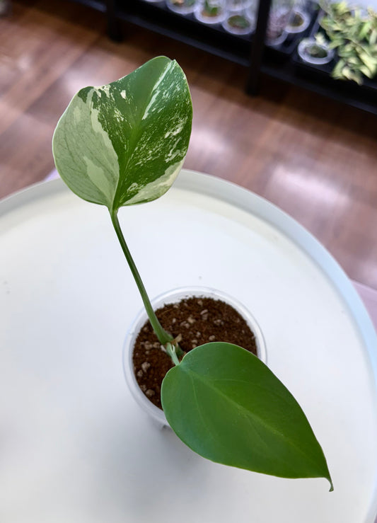Monstera deliciosa ‘Mint’ 4”