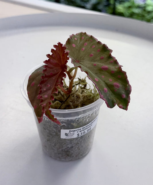 Begonia darthvaderiana × amphioxus