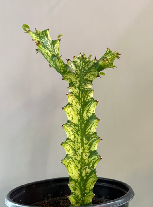 Euphorbia Trigona Cactus Variegated 4”