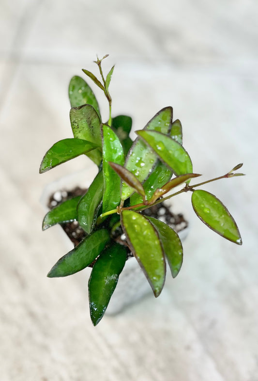 Hoya ‘Rosita’ 2” Pot