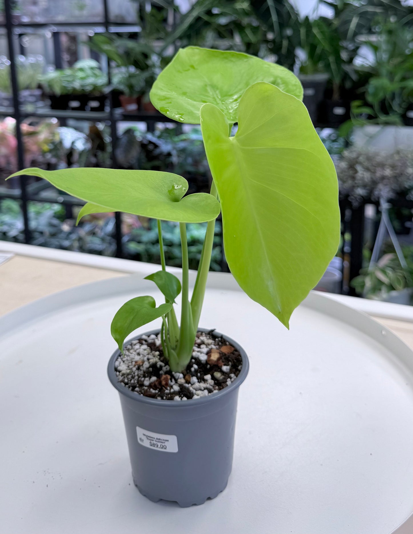 Monstera deliciosa ‘Super Golden’