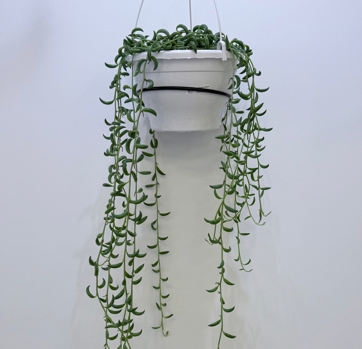 String of Beans | Senecio radicans 8” | No Ship