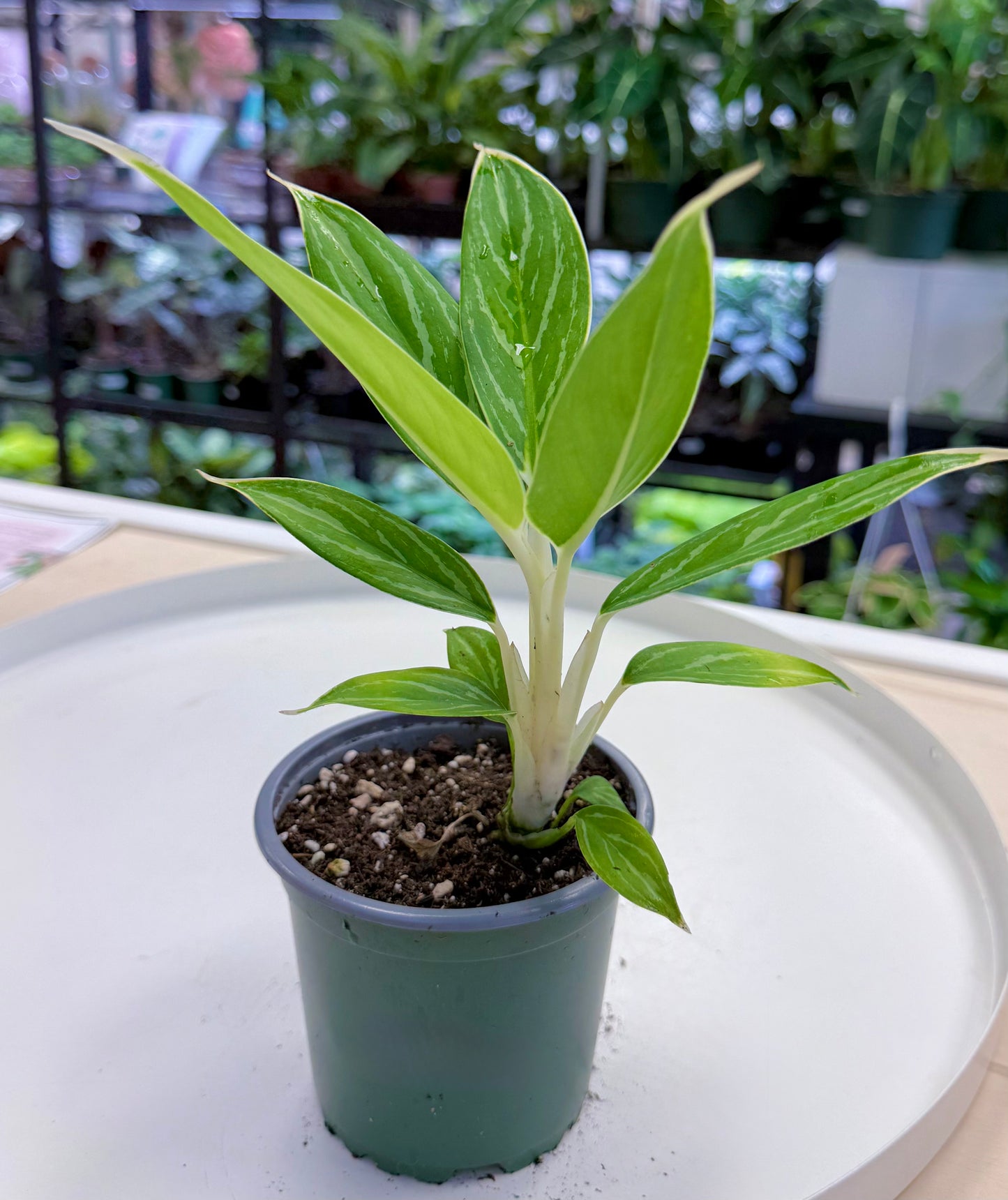 Aglaonema commutatum ‘White Stem’ (White Snow) 4”