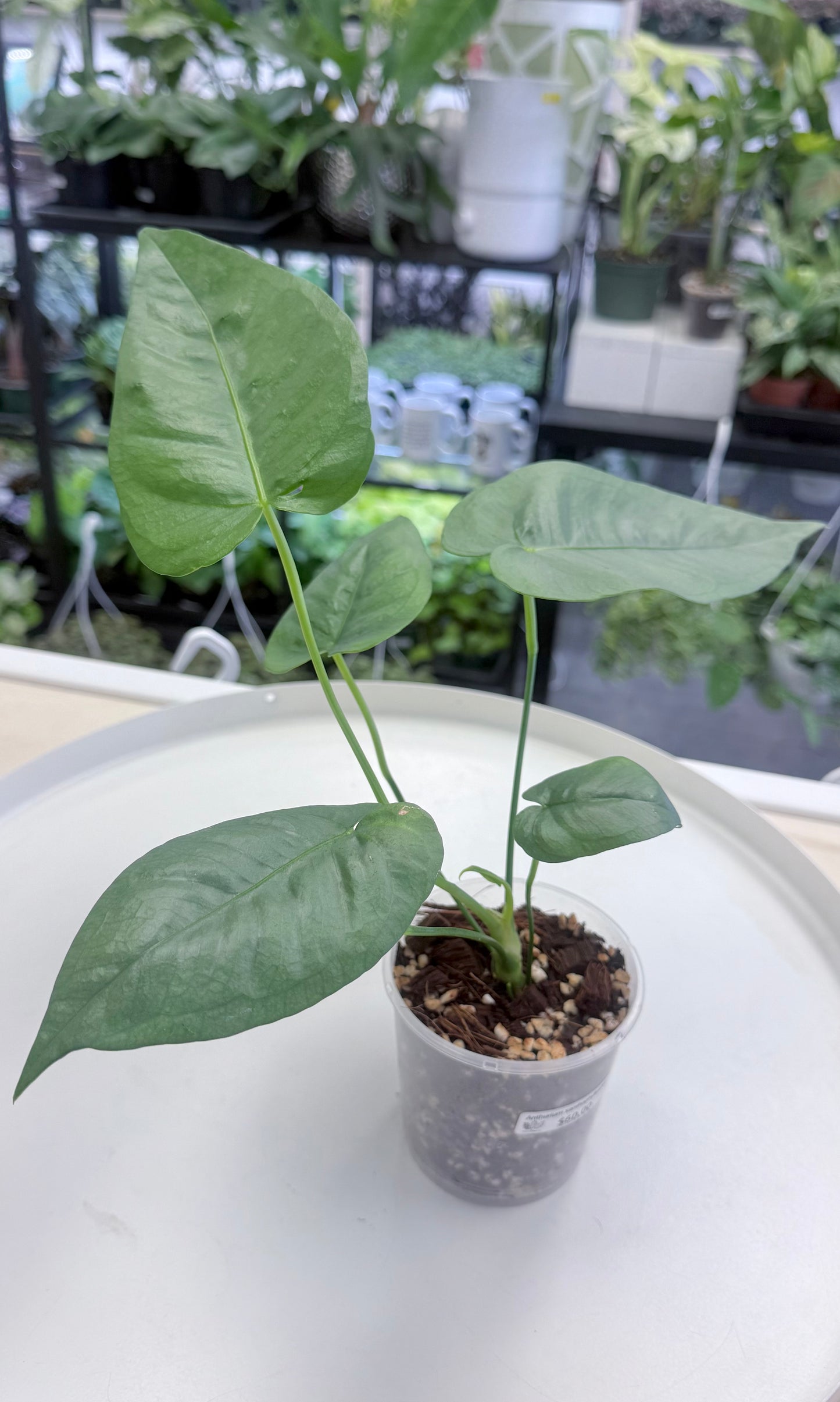 Anthurium xanthophylloides